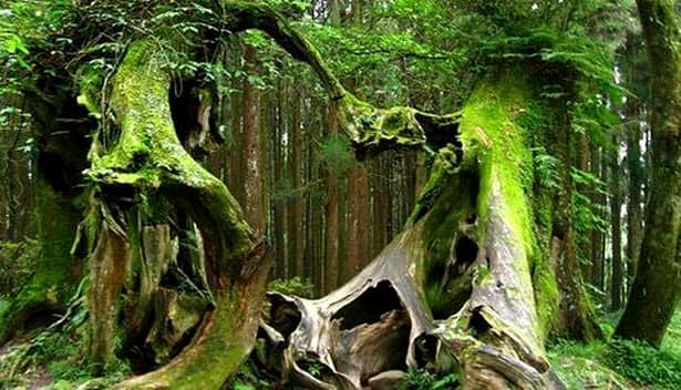Inclusă în topul celor mai înspăimântătoare locuri din lume, pădurea Hoia-Baciu îi uimeşte chiar şi pe cercetători! GALERIE FOTO