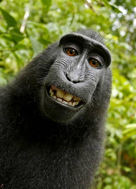 „Personalitatea anului”, o maimuţă! Ce a făcut macac-ul pentru a obţine distincţia!