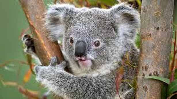 Un urs koala a mers 15 km agăţat de suspensia unei maşini! Cum s-a terminat aventura! GALERIE FOTO
