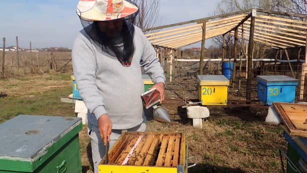 Propolisul este un produs natural elaborat în „farmacia albinelor” și colectat cu grijă de apicultori