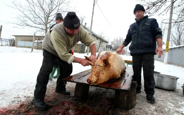 Tradiții și obiceiuri de Ignat: după tăiere, se face o cruce pe capul porcului și se dă cu sare. Oamenii prezenți spun toți o rugăciune