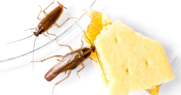 Gândacii de bucătătrie sunt un mare pericol pentru sănătatea noastră și trebuie stârpiți cât mai repede