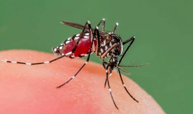 Cum scapi de țânțari! Țânțari