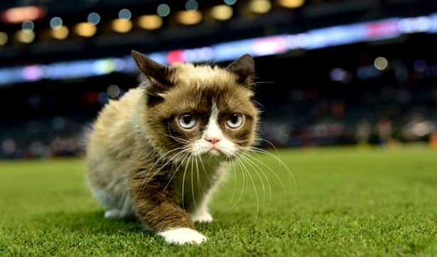 Foto. Grumpy Cat, pisica vedetă ce eclipsează multe vedete de la Hollywood