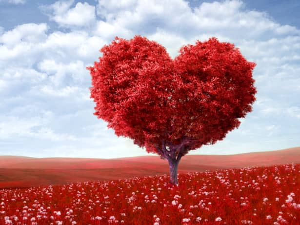 Mesaje de Valentine`s Day! Poze, SMS-uri și felicitări de Ziua Îndrăgostiților pentru persoana iubită