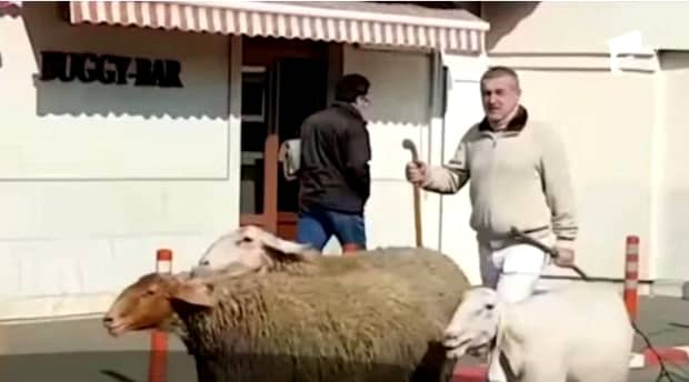 Gigi Becali a ieșit cu oile pe stradă, în Pipera! A blocat din nou circulația. VIDEO