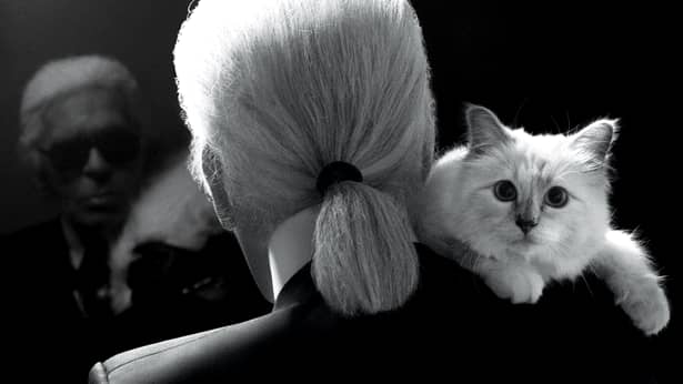 Ce a apărut pe contul lui Choupette, pisica lui Karl Lagerfeld, după moartea designerului. FOTO