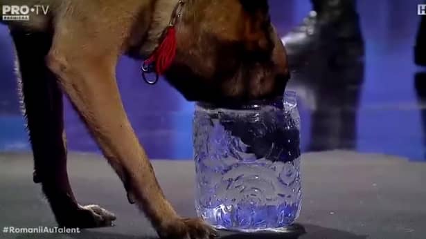 Momente uluitoare la Românii au Talent! Mihai Petre, uimit de câinele care și-a ținut respirația sub apă. Video