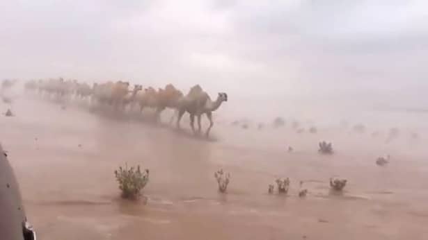 Mai multe regiuni din deşertul Golfului Persic au fost indundate din cauza ploilor. O cămilă e fotografiată mergând prin deşertul inundat