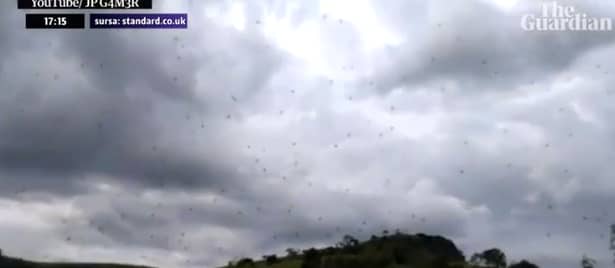Așa ceva nu s-a mai văzut! A plouat cu păianjeni în Brazilia. VIDEO