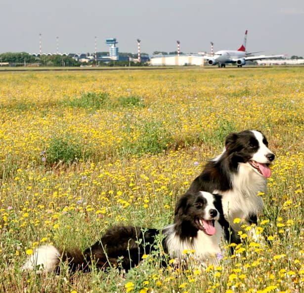 Câinii care patrulează Aeroportul Otopeni. Misiunea lor este una care face diferenţa între viaţă şi moarte! GALERIE FOTO