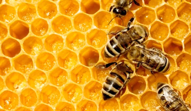 Albinele sunt cele mai importante ființe de pe pământ