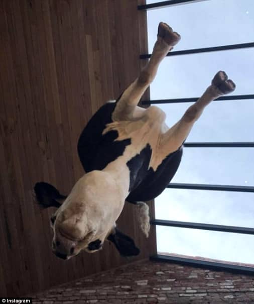 GALERIE FOTO. Ultima fiţă în restaurant! Vacă agăţată de tavan! Este un manifest!