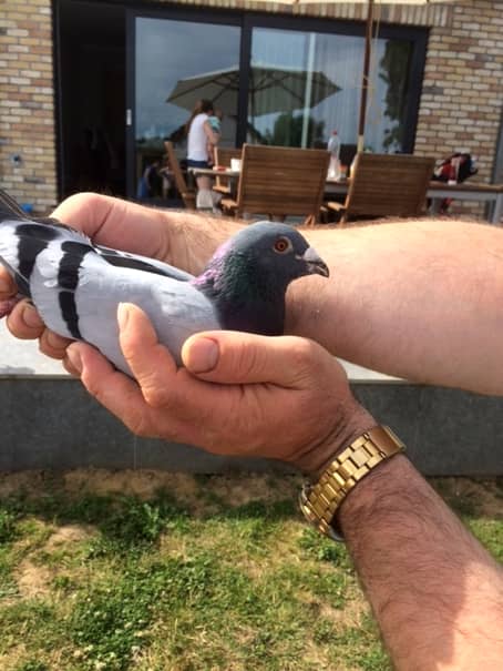 Un român a vândut cel mai scump porumbel din LUME! Vezi câţi bani a incasat! FOTO