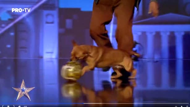Concurentul din Vrancea a vrut să arate cât de talentat e câinele Becali