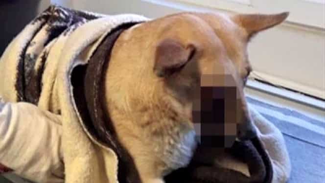 Suspecții care au chinuit un câine cu petarde în noaptea de Revelion la Satu Mare sunt minori
