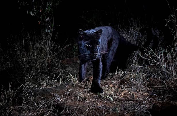 Un leopard negru, fotografiat pentru prima dată în 100 de ani în Africa