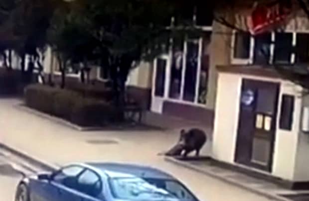 Oameni atacați de mistreț, în centrul orașului Șimleu Silvaniei, județul Sălaj. VIDEO