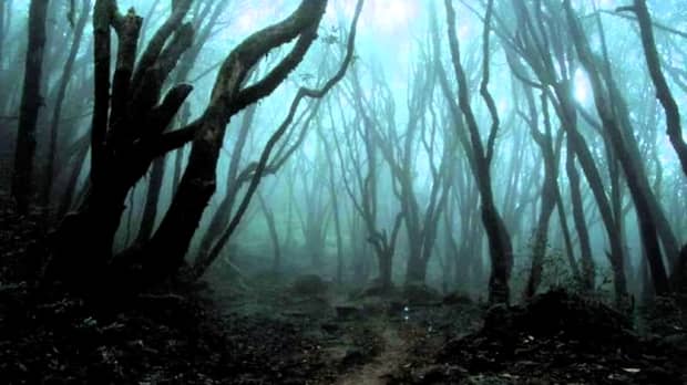 Inclusă în topul celor mai înspăimântătoare locuri din lume, pădurea Hoia-Baciu îi uimeşte chiar şi pe cercetători! GALERIE FOTO