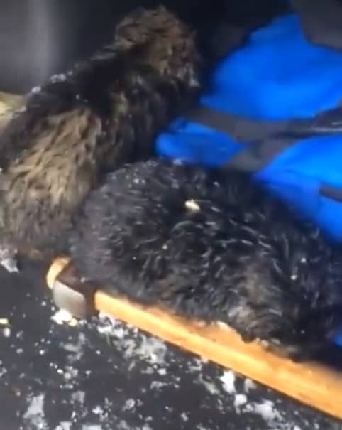 Șase cățeluși au fost salvați din zăpadă! Video cu gestul uluitor
