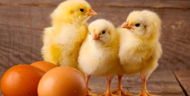 Ouăle conțin din belșug colesterol, ceea ce înseamnă că nu trebuie să renunțați la ele, însă trei pe zi sunt prea mult