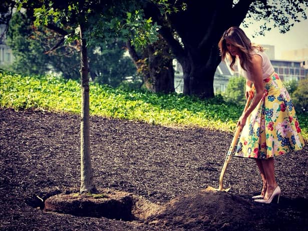 În luna august a acestui an, Melania Trump a plantat un copac având în picioare pantofi Christian Louboutin.