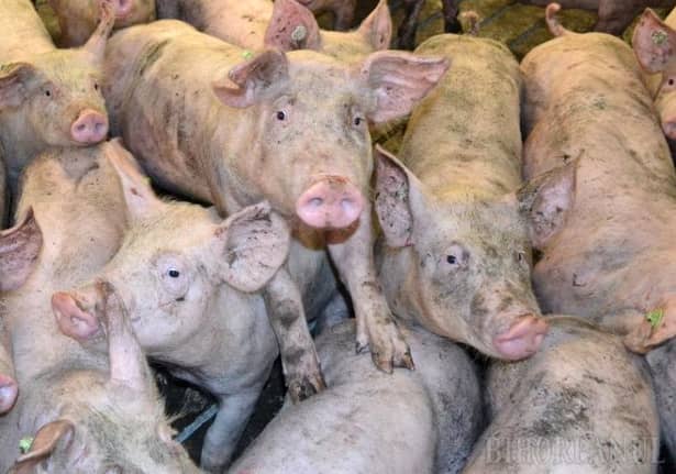 Pesta porcină, în România! Cum arată bilanțul devastator al ANSVSA