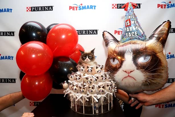 A murit Grumpy Cat, cea mai celebră pisică de pe Internet. Avea peste 8 milioane de fani doar pe Facebook