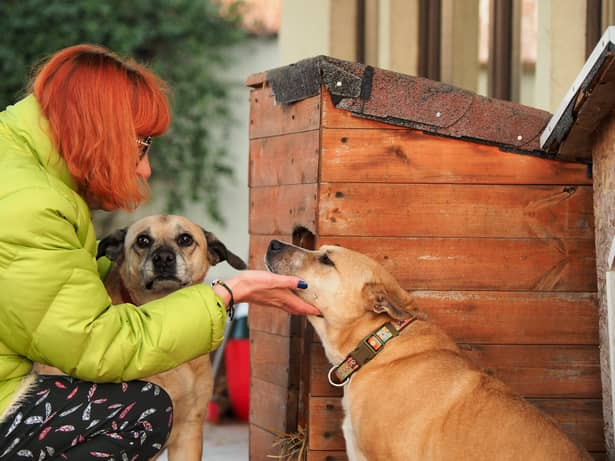 Ce se întâmplă cu animalele Cristinei Țopescu! Câini
