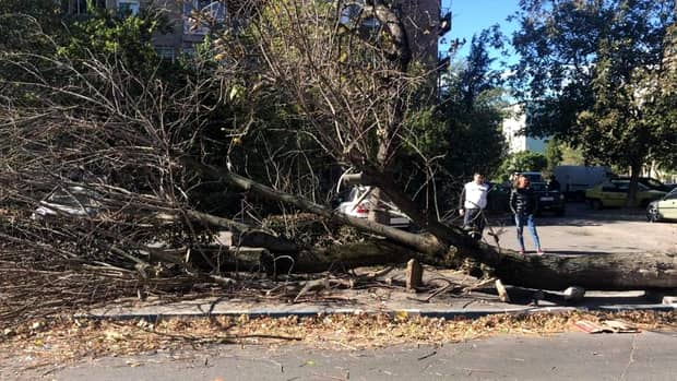 Codul potocaliu de vânt s-a resimțit la Craiova. Un copac a căzut peste o femeie