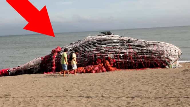 Au găsit o balenă eşuată pe plajă! E ŞOCANT ce au găsit înauntru. Imaginile fac înconjurul lumii