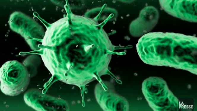 China, în stare de alertă. Un virus asemănător cu coronavirusul a omorât un om. Alţi 32 sunt suspecţi de infecţie cu hantavirus