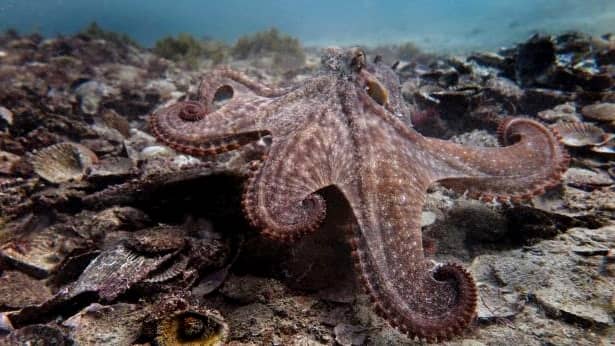 Uimitor! Cercetătorii au găsit oraşul caracatiţelor! Unde se află Octlantis! GALERIE FOTO