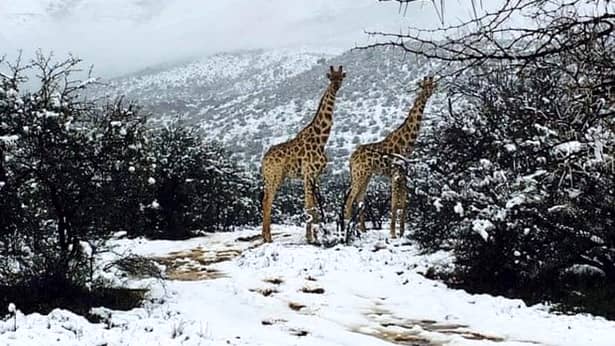 A nins în Africa de Sud! Iată primele imagini cu zebrele și elefanții în zăpadă