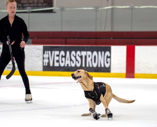 Primul câine care patinează a uimit toți oamenii din jur prin fericirea cu care face sportul pe gheata