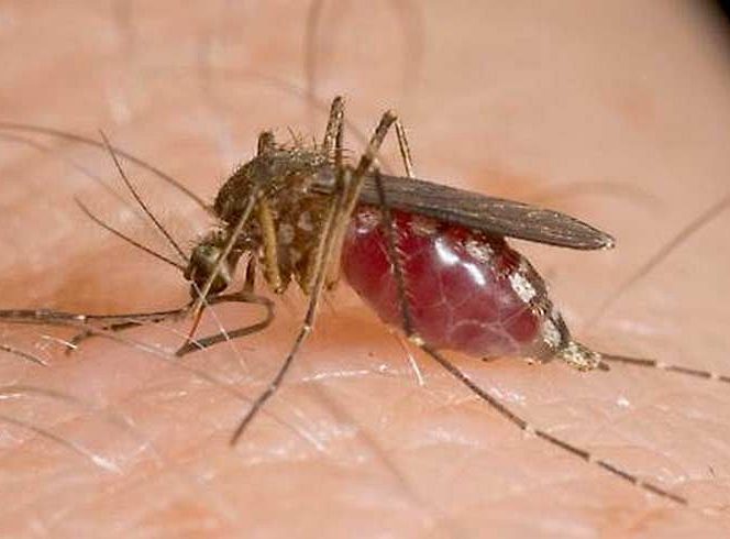  Mediul favorabil țânțarilor care transmit acest virus este cel cu ploi, când oamenii nu mai dau importanță soluțiilor destinate pielii care i-ar putea facă să plece