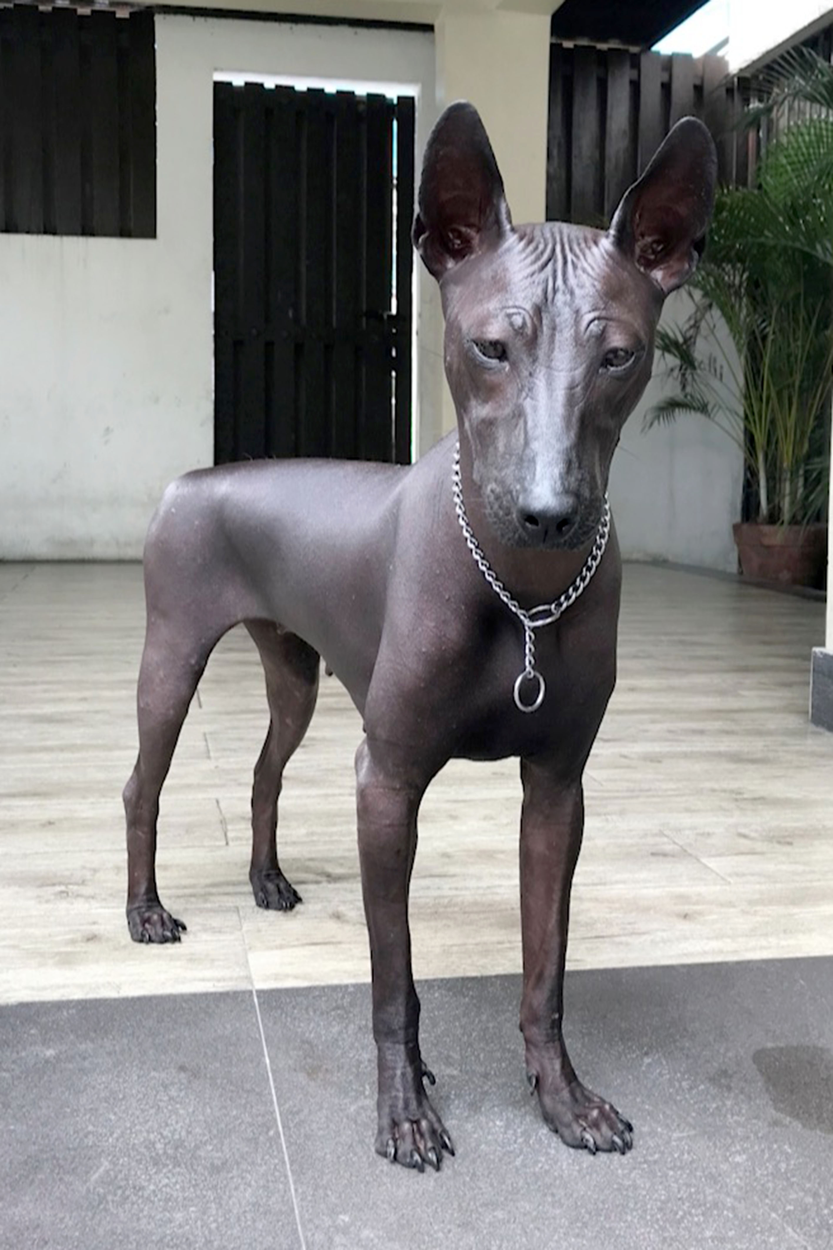 Câinele care seamănă cu o statuie care a adus confuzii imense în mediul online