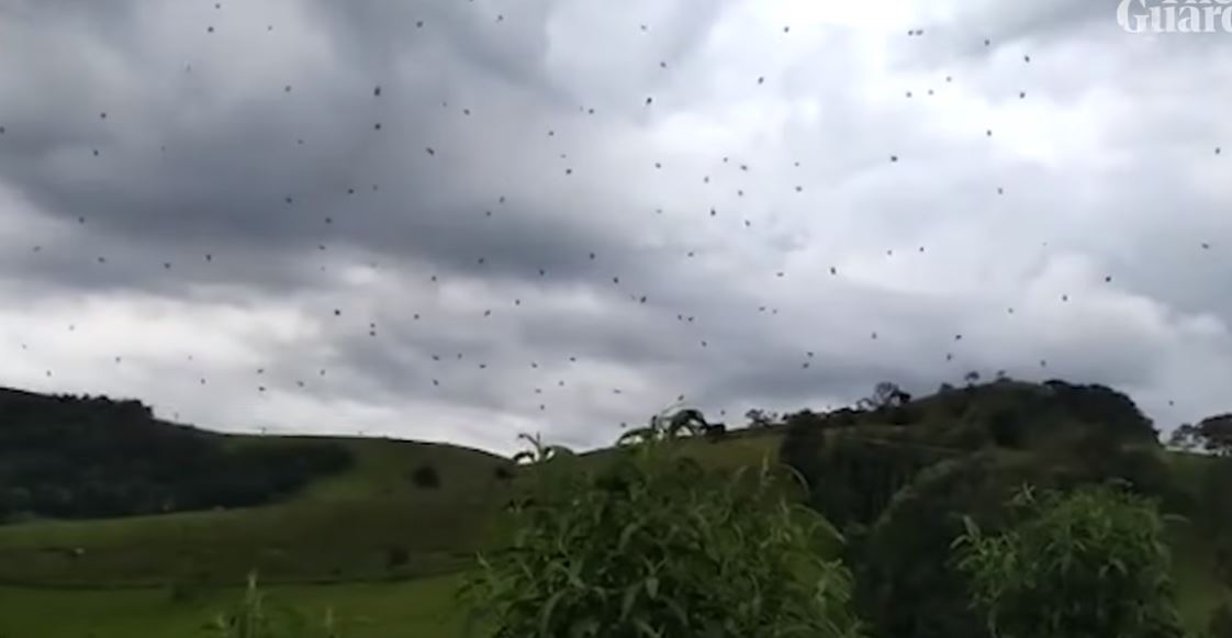 Ploaie de păianjeni în Brazilia. Martorii au fost îngroziți de fenomen!