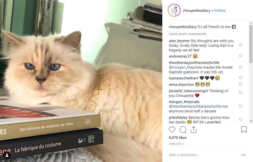 Choupette are propriul cont de Instagram
