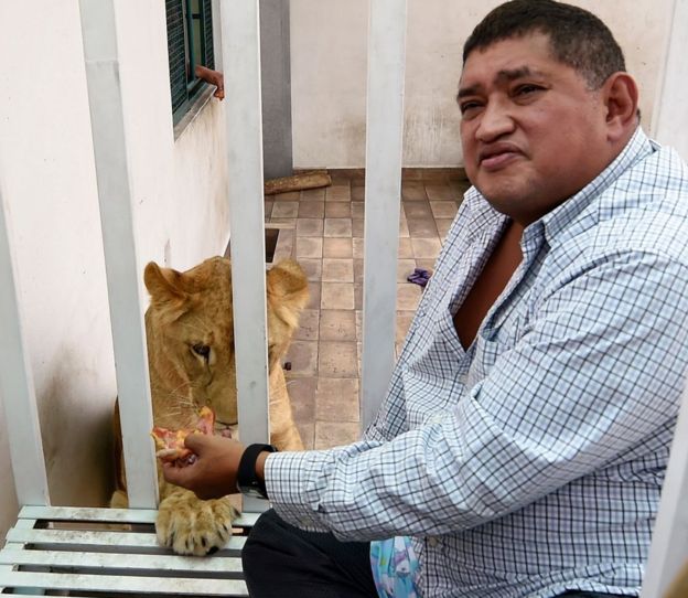 Un bărbat ținea trei lei într-un apartament. Îi păstra pentru nepoți