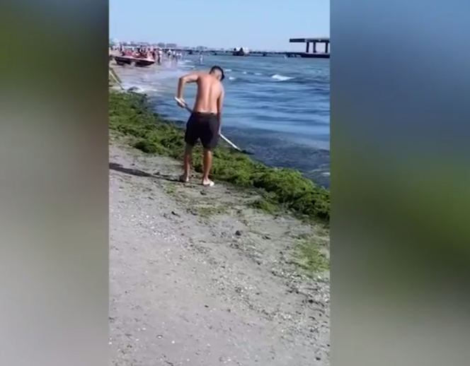 Tineri filmati cand arunca algele inapoi in mare